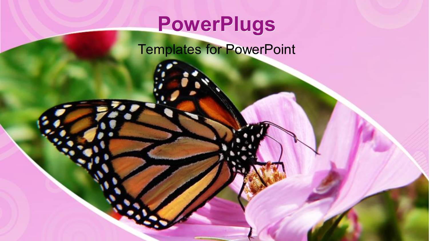 Monarch Butterfly Sucking Nectar from Beautiful Flower in Garden