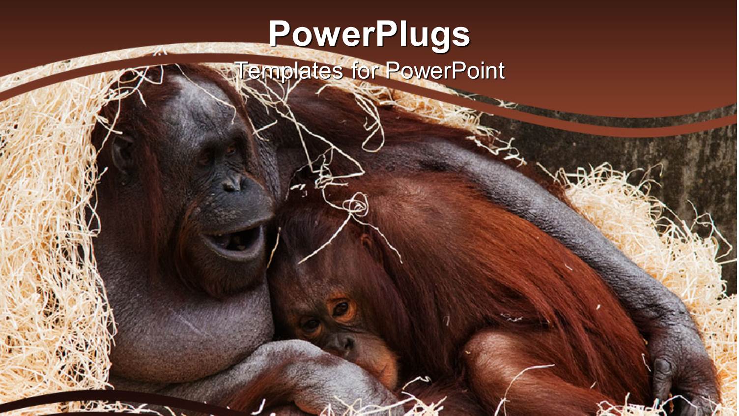 a Monkey Yawning with Brownish Background