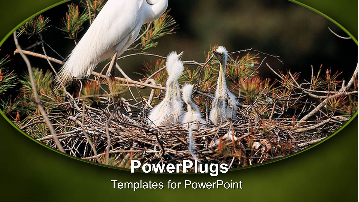 a Mother Bird with its Children in the Nest