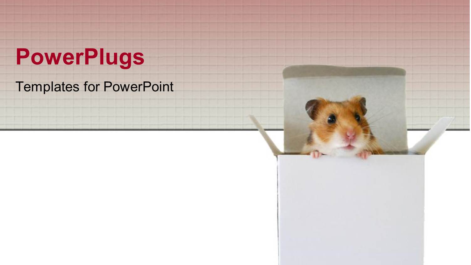 a Mouse in a Box with Pink and White Background