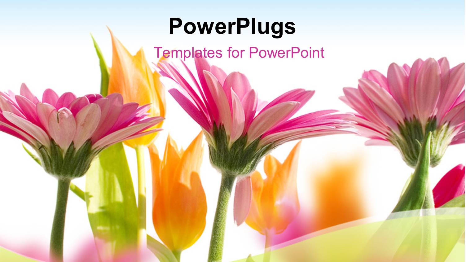 Multi Color Flowers Blossom in Spring with Sky