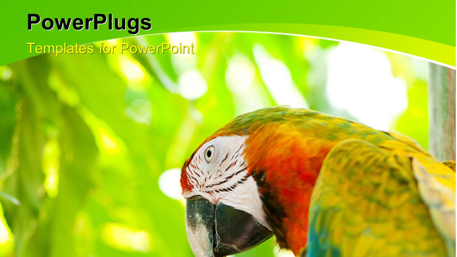 a Multi Colored Parrot on a Green Blurry Background