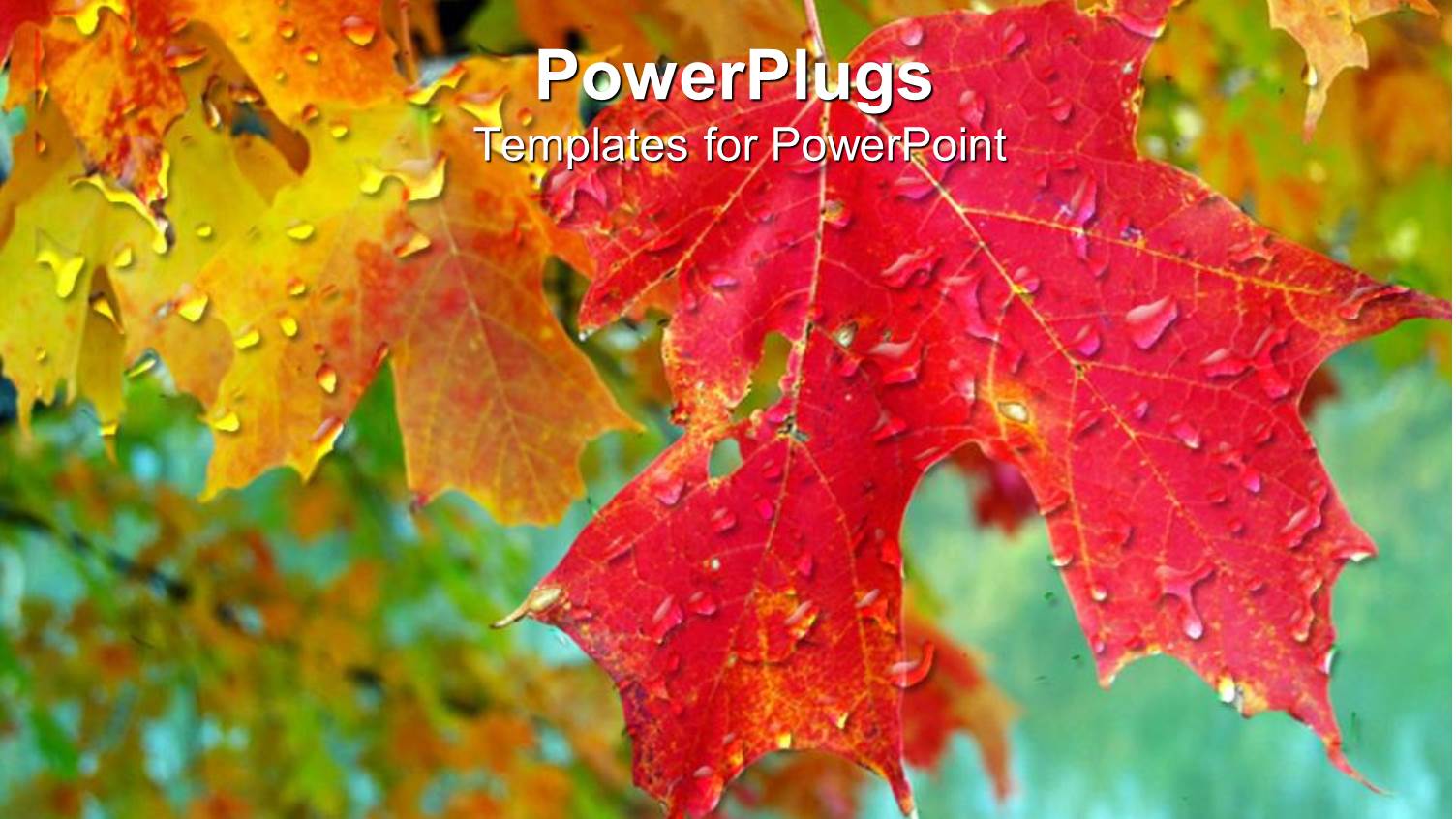 Multicolored Leaves with Dew Drops on them and Blurred Background