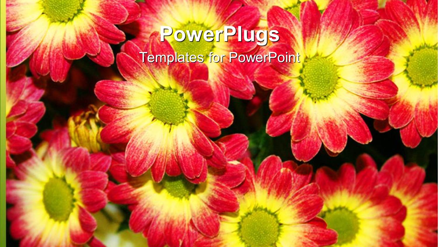 Multiple Beautiful Red and Yellow Chrysanthemum Flowers Planted in Garden