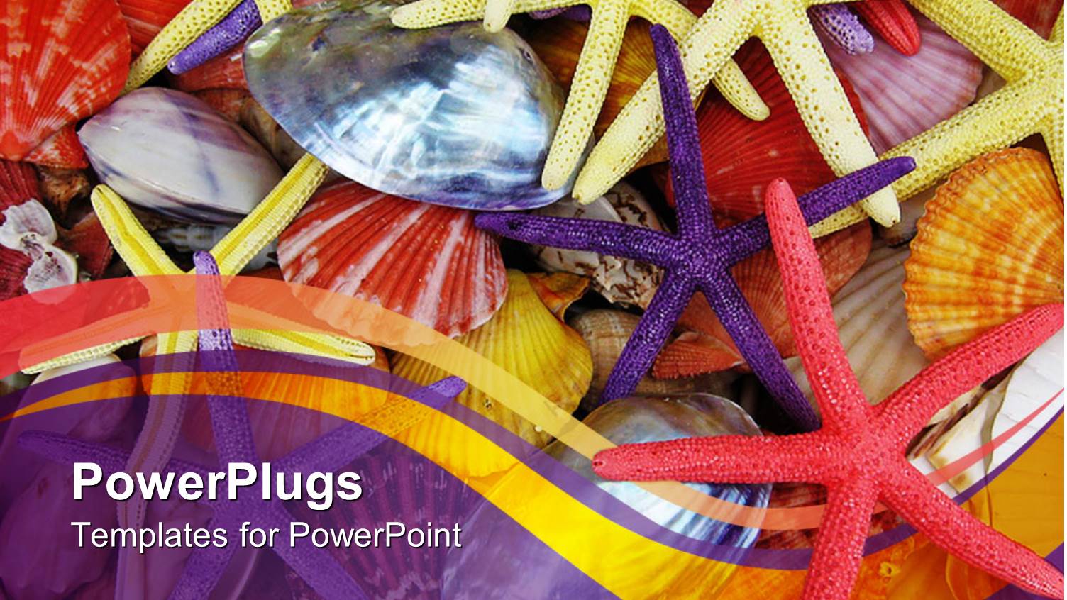 Multiple Colorful Star Fish and Sea Shells with Purple Background