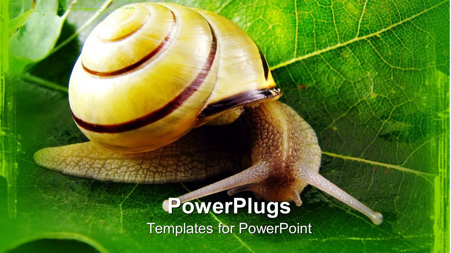 Natural Depiction of a Snail on a Wide Leaf