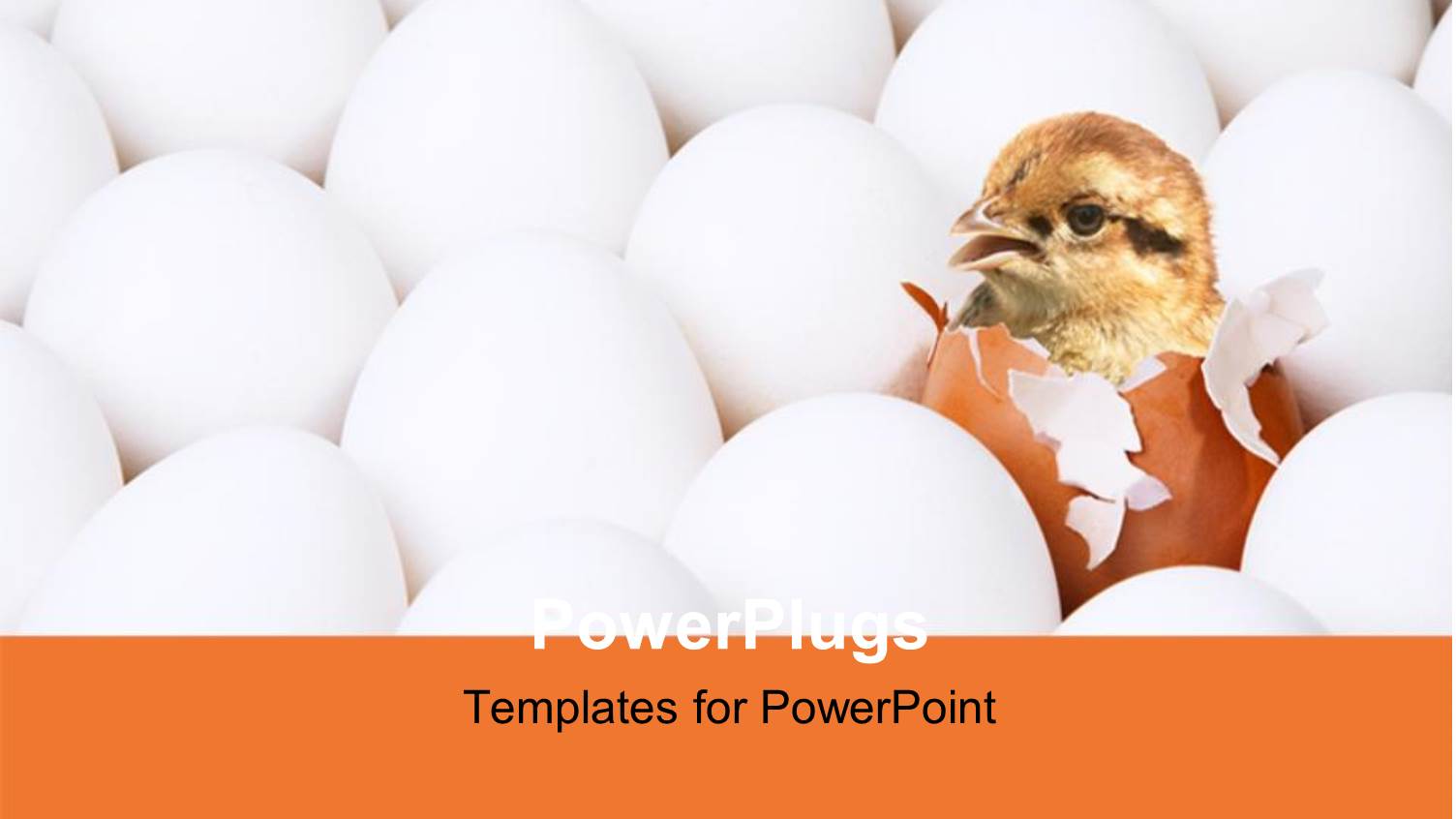 New-Born Chick in Egg among the Lot of White Eggs