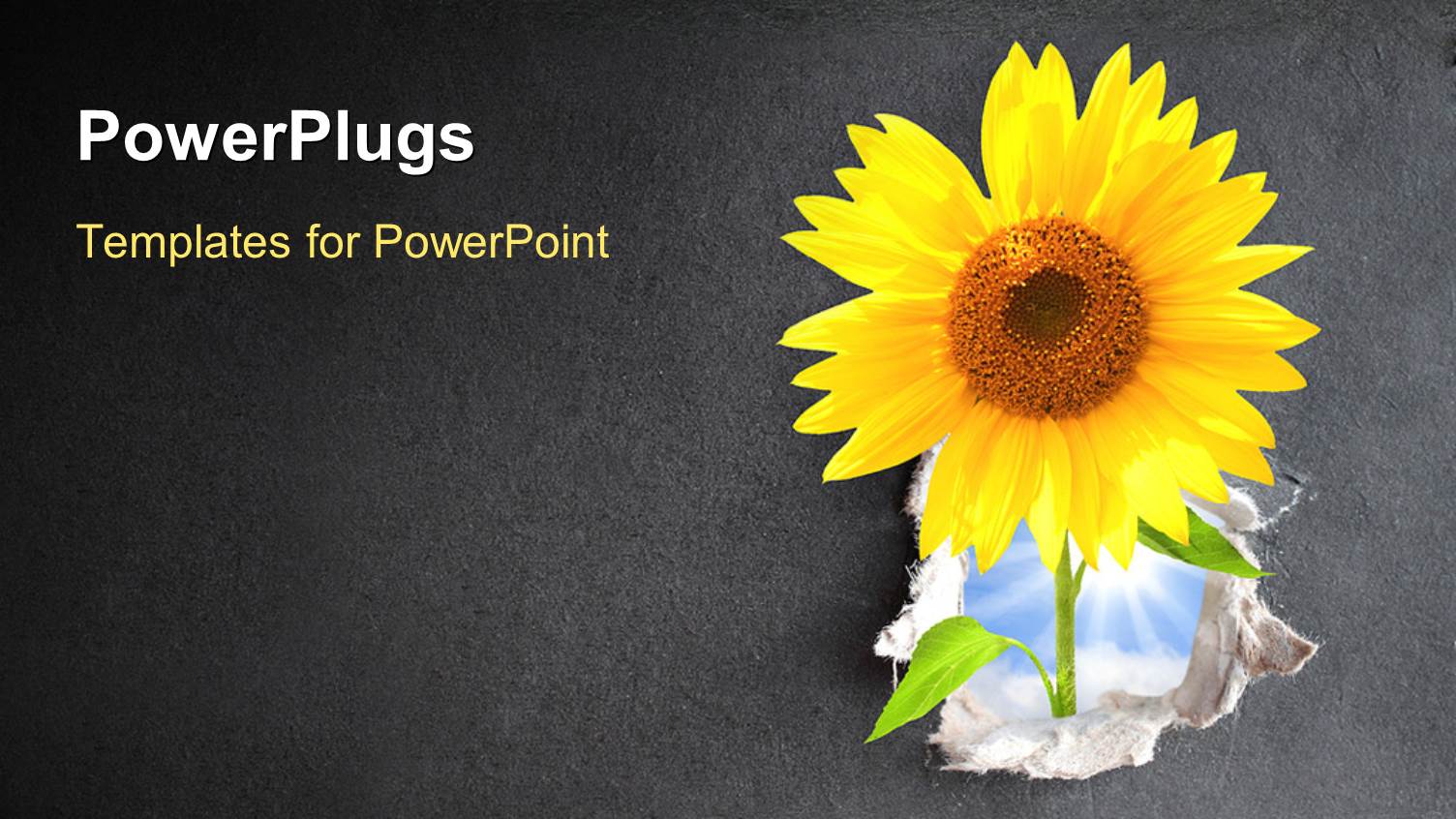 a Sunflower with a Greyish Background