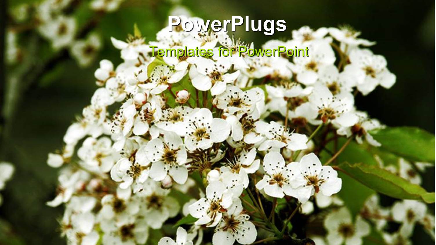 a Number of Apple Blossoms Together with Leaves in the Background