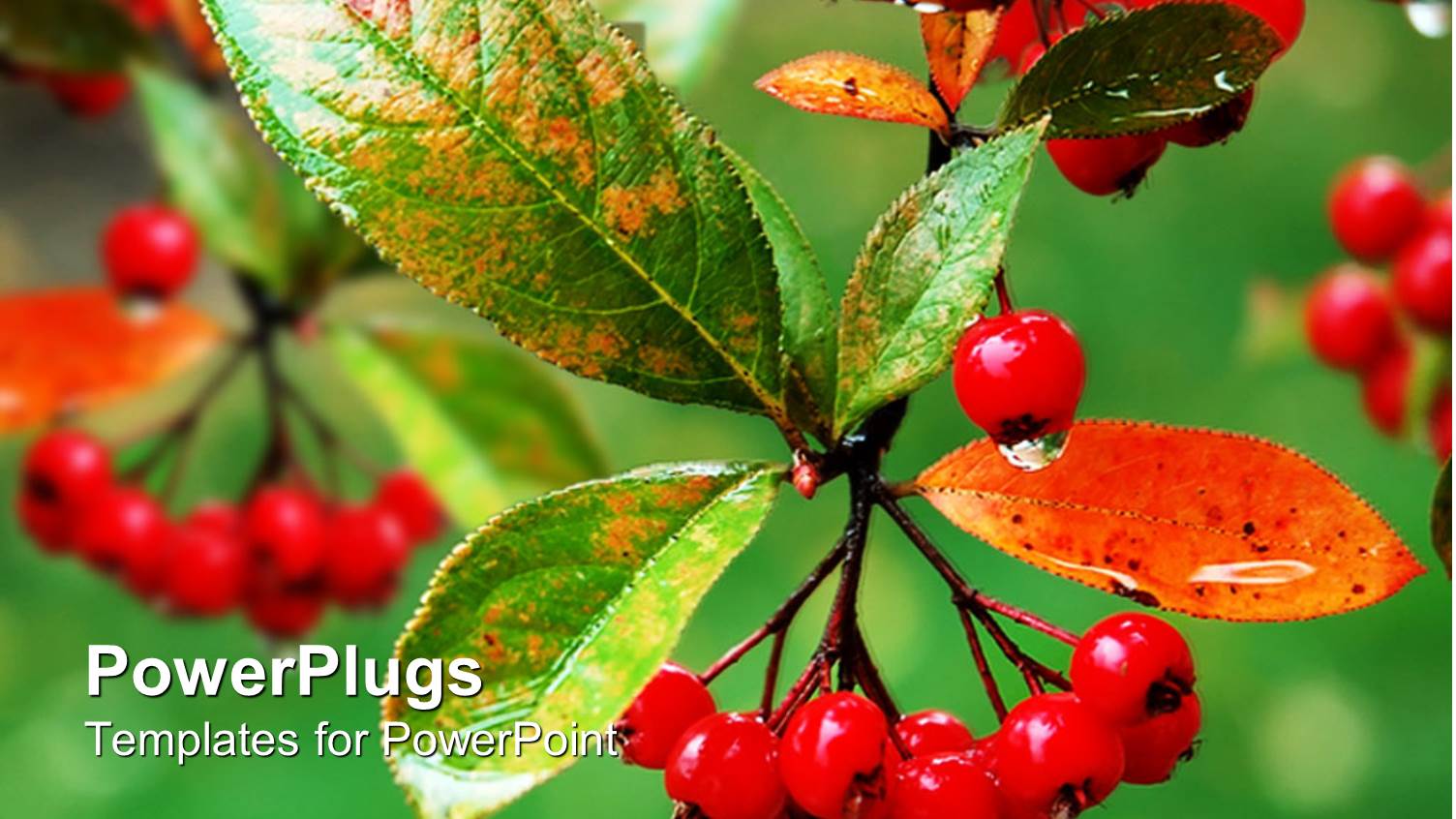 a Number of Berries and Leaves Together