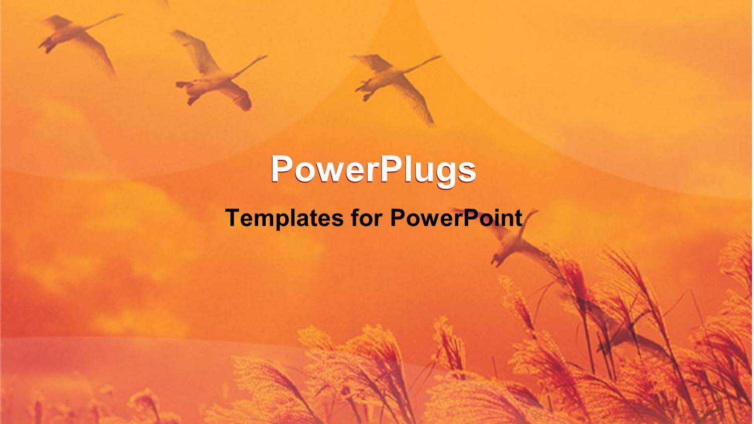 a Number of Birds Flying in the Air