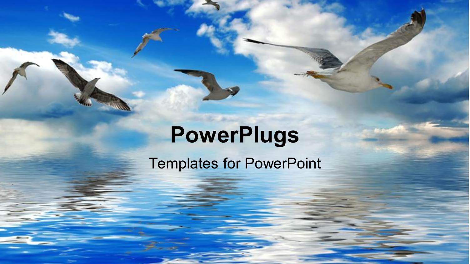 a Number of Birds Flying Over the Sea