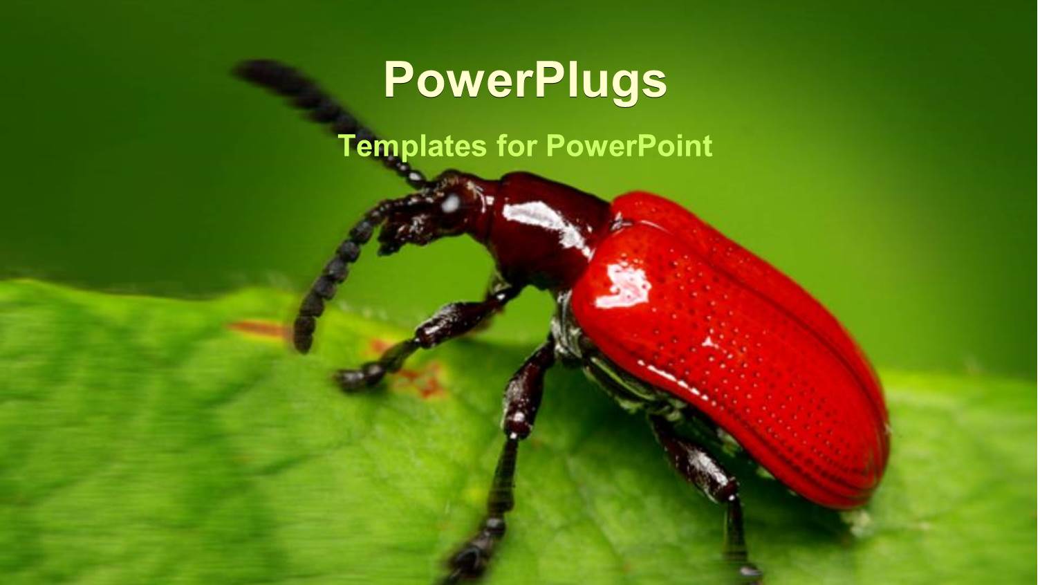 a Number of Bullet Points with an Insect in the Background