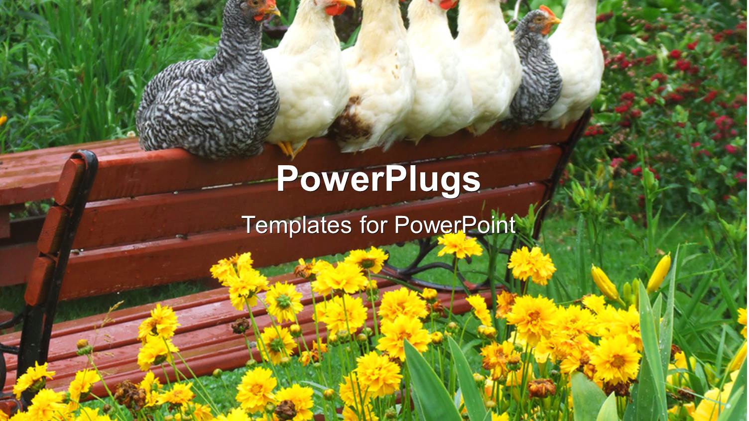 a Number of Chickens on a Bench