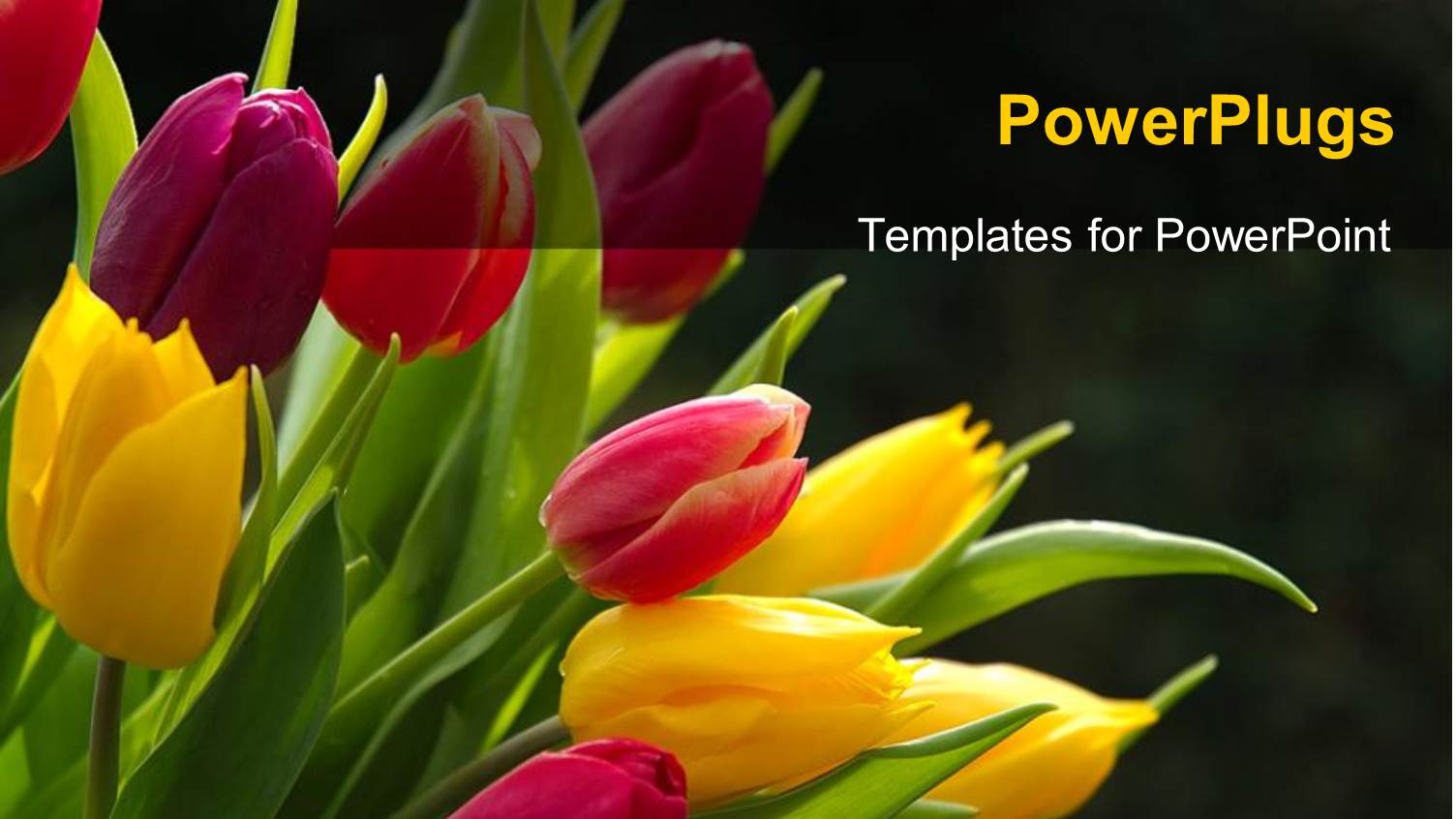 a Number of Colorful Flowers with Blackish Background