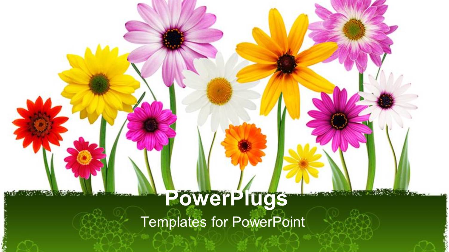 a Number of Colorful Flowers with White Background