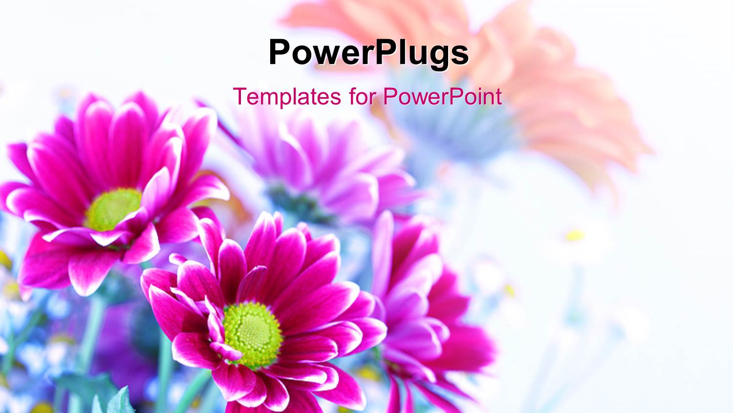 a Number of Colorful Flowers with White Background and Place for Text