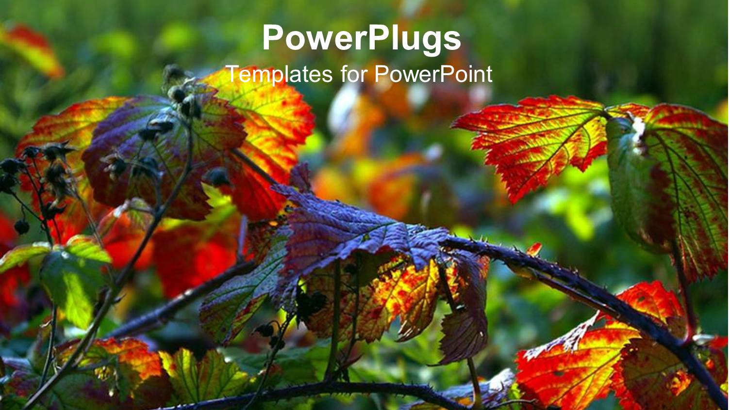 a Number of Colorful Leaves with Greenery in the Background