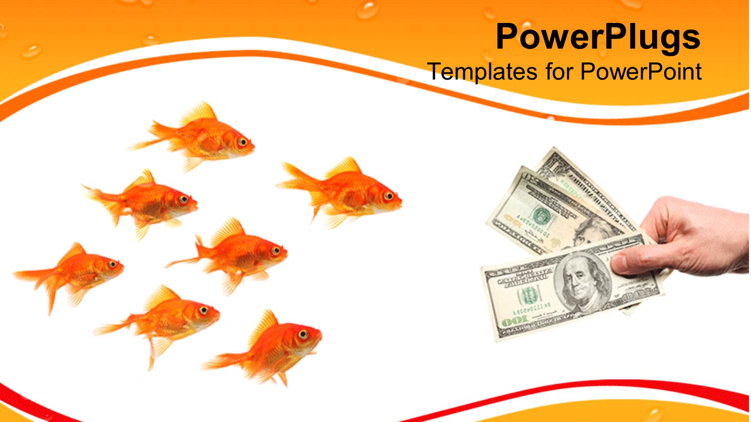 a Number of Dollar Notes with a Lot of Goldfish