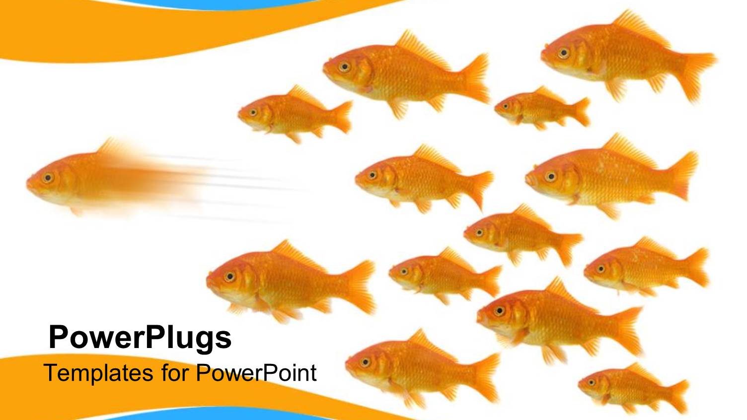 a Number of Fish Together with White Background