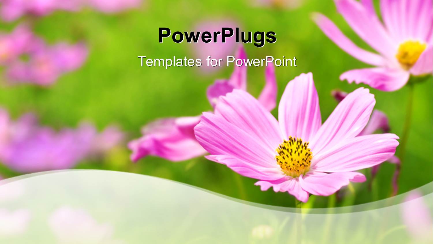 a Number of Flowers in the Background