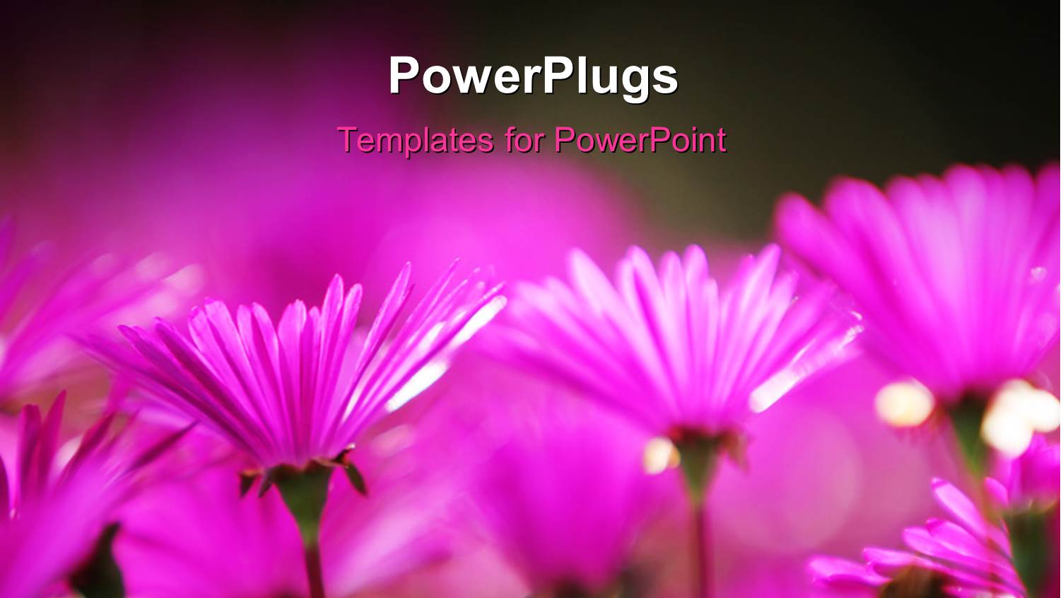 a Number of Flowers with Blurr Background