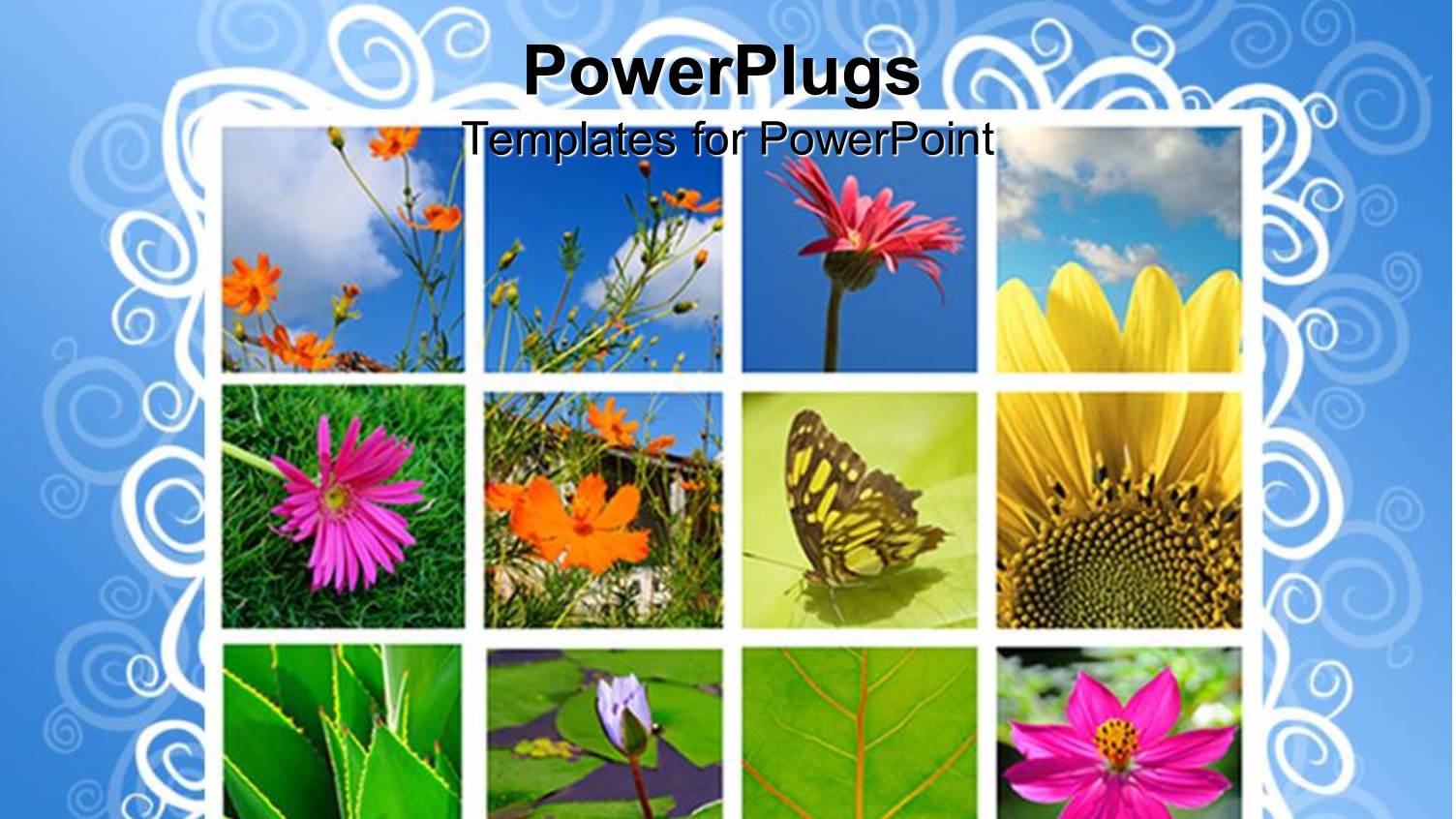 a Number of Flowers and Butterfly in Boxes