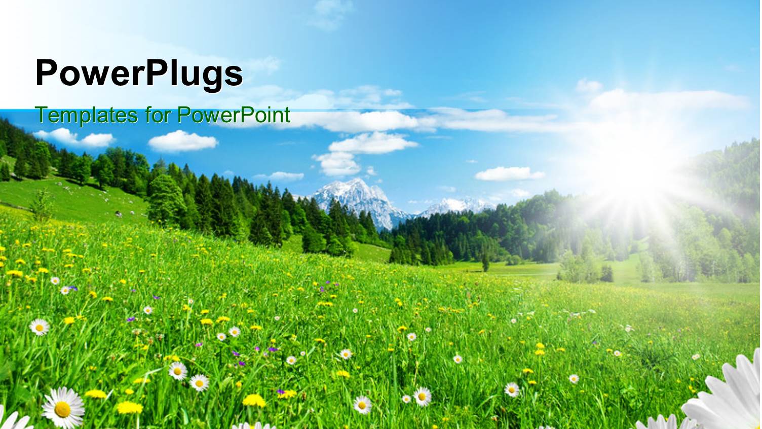 a Number of Flowers with Clear Sky in Background