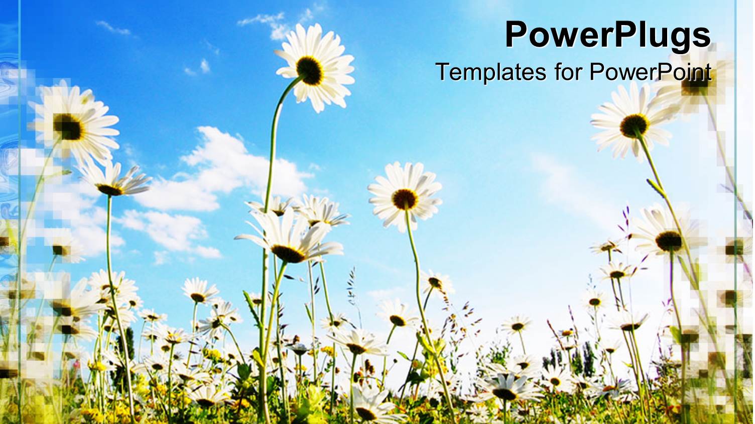 a Number of Flowers in the Garden with Clouds in the Background