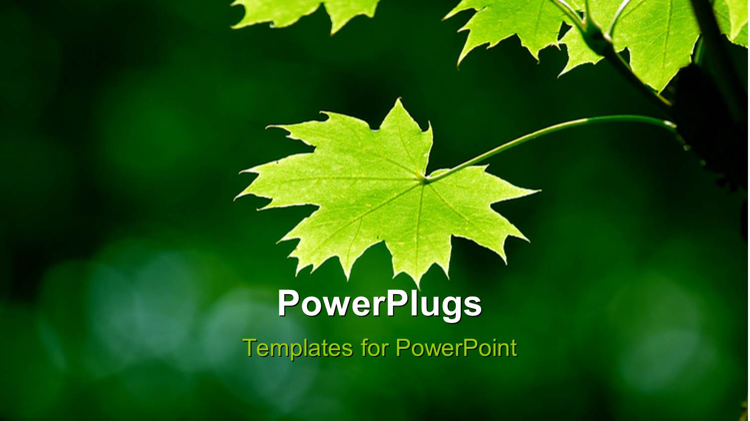 a Number of Flowers with Green Background