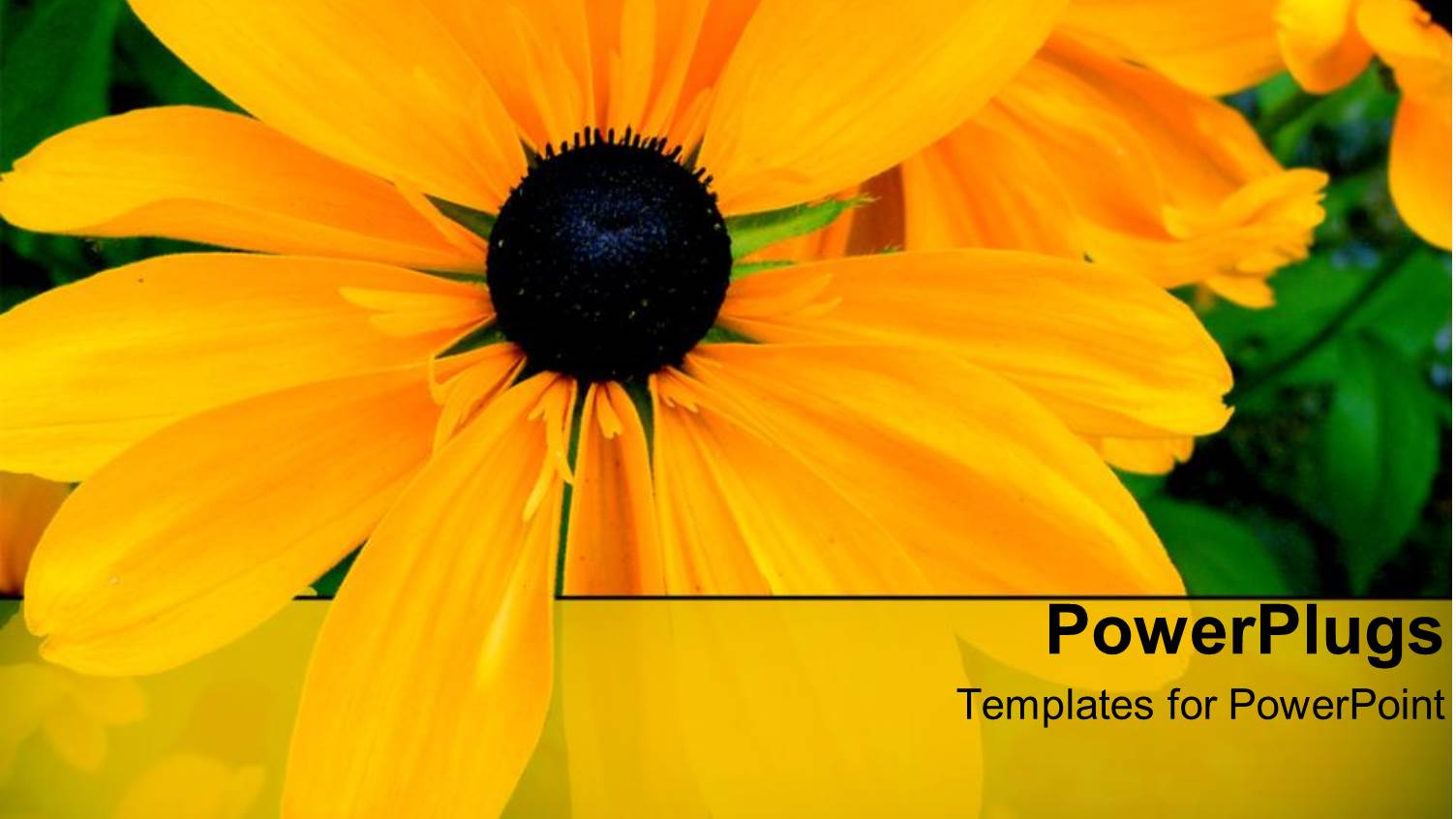 a Number of Flowers with Green Leaves in Background