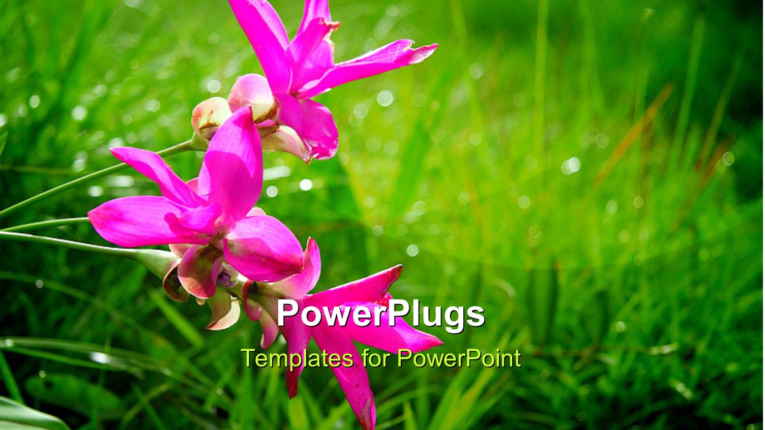 a Number of Flowers with Greenery in the Background