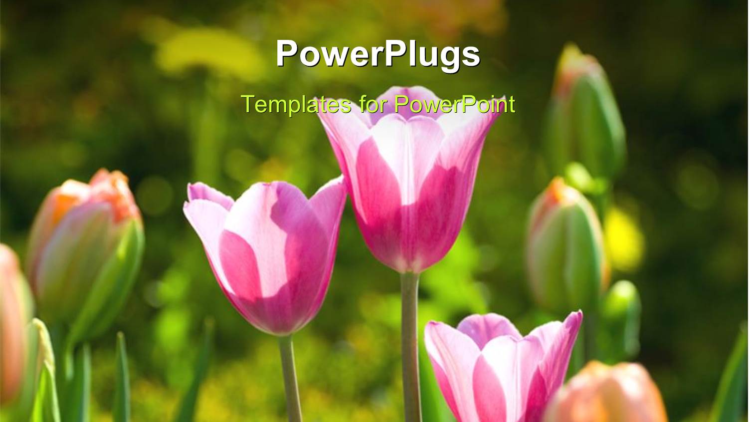 a Number of Flowers with Greenery in the Background