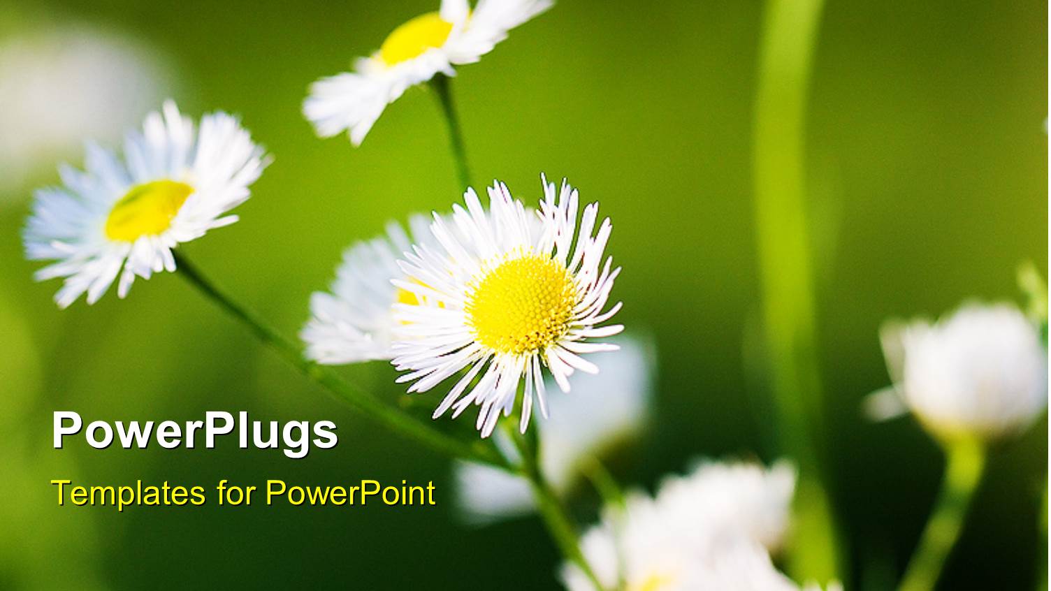 a Number of Flowers with Greenish Background and Place for Text