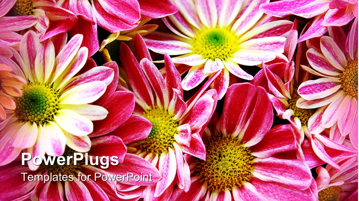 a Number of Flowers with Place for Text