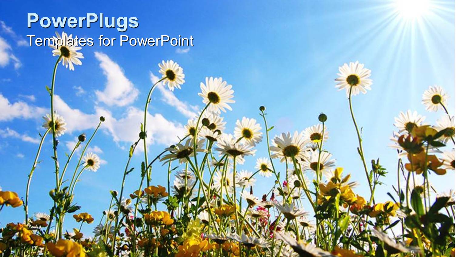 a Number of Flowers with Sunshine in the Background