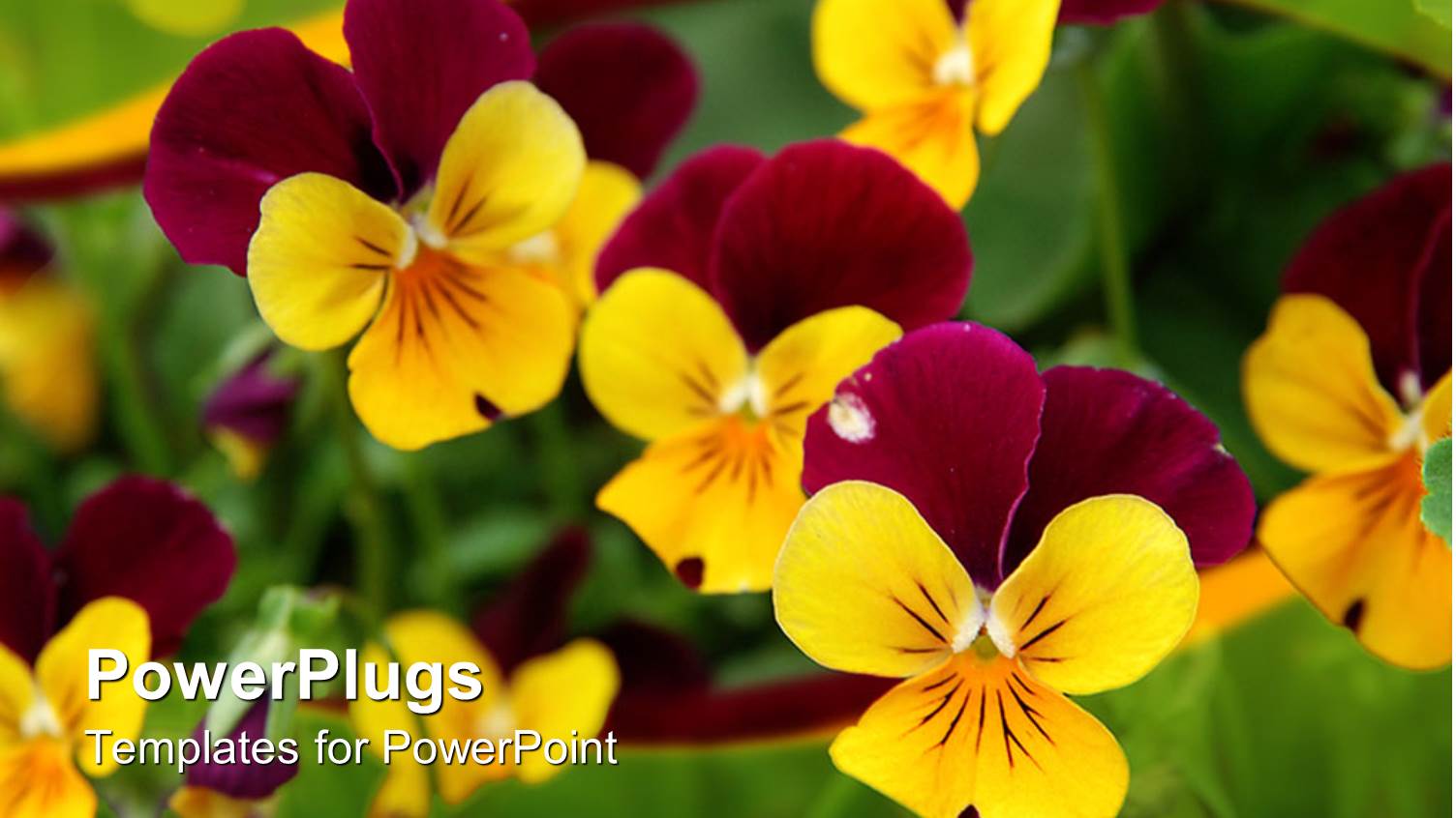 a Number of Flowers Together with Green Background