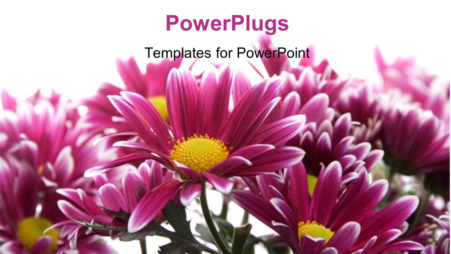 a Number of Flowers with White Background and Place for Text