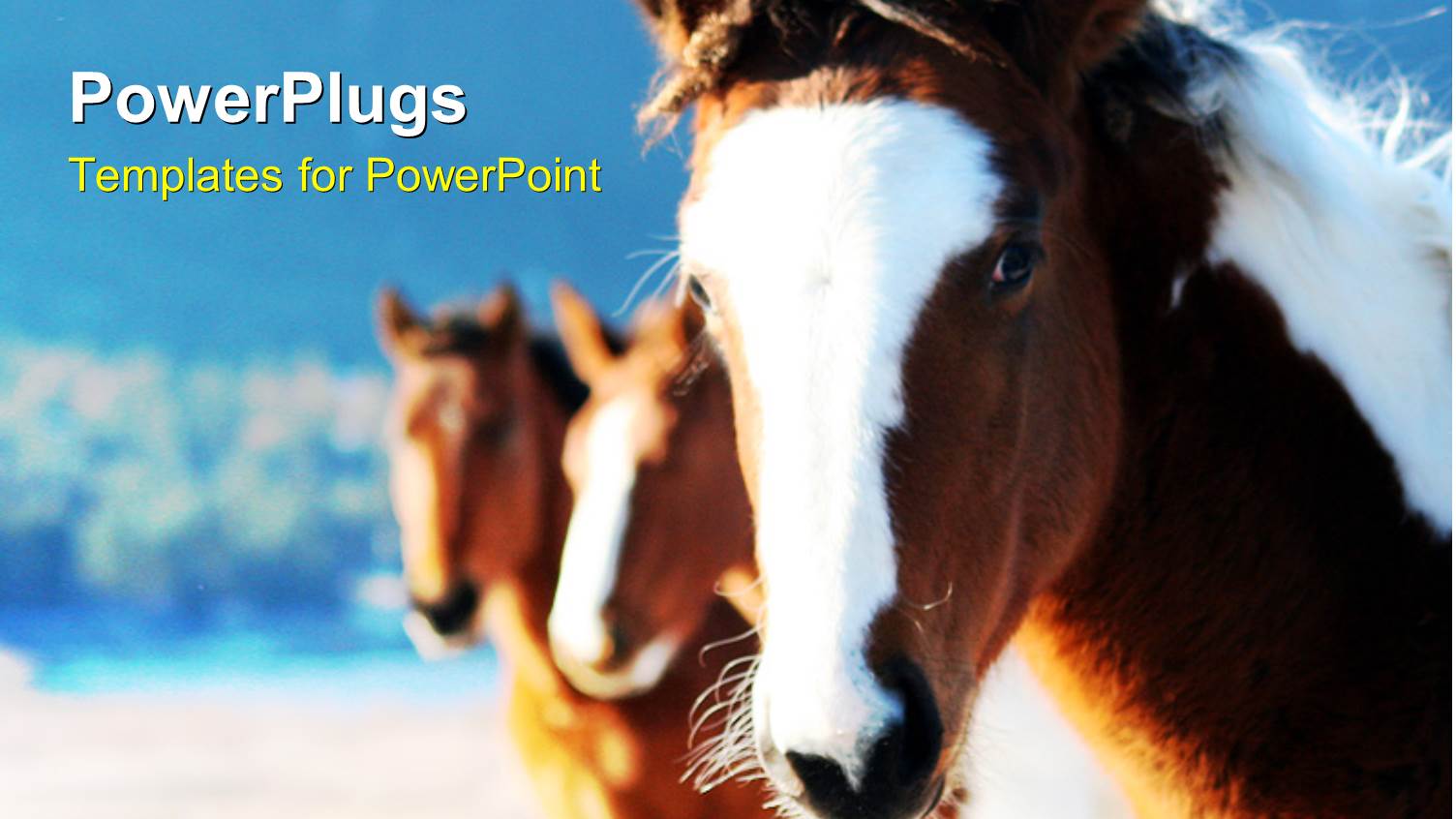 a Number of Horses on a Beach with Sea in the Background
