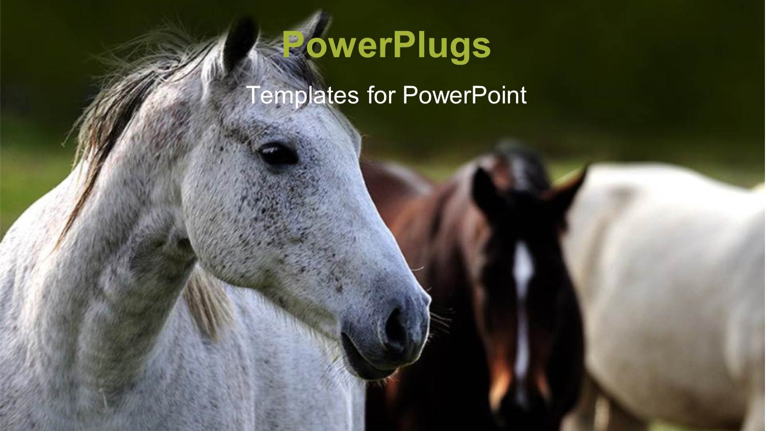 a Number of Horses with Blackish Background and Place for Text