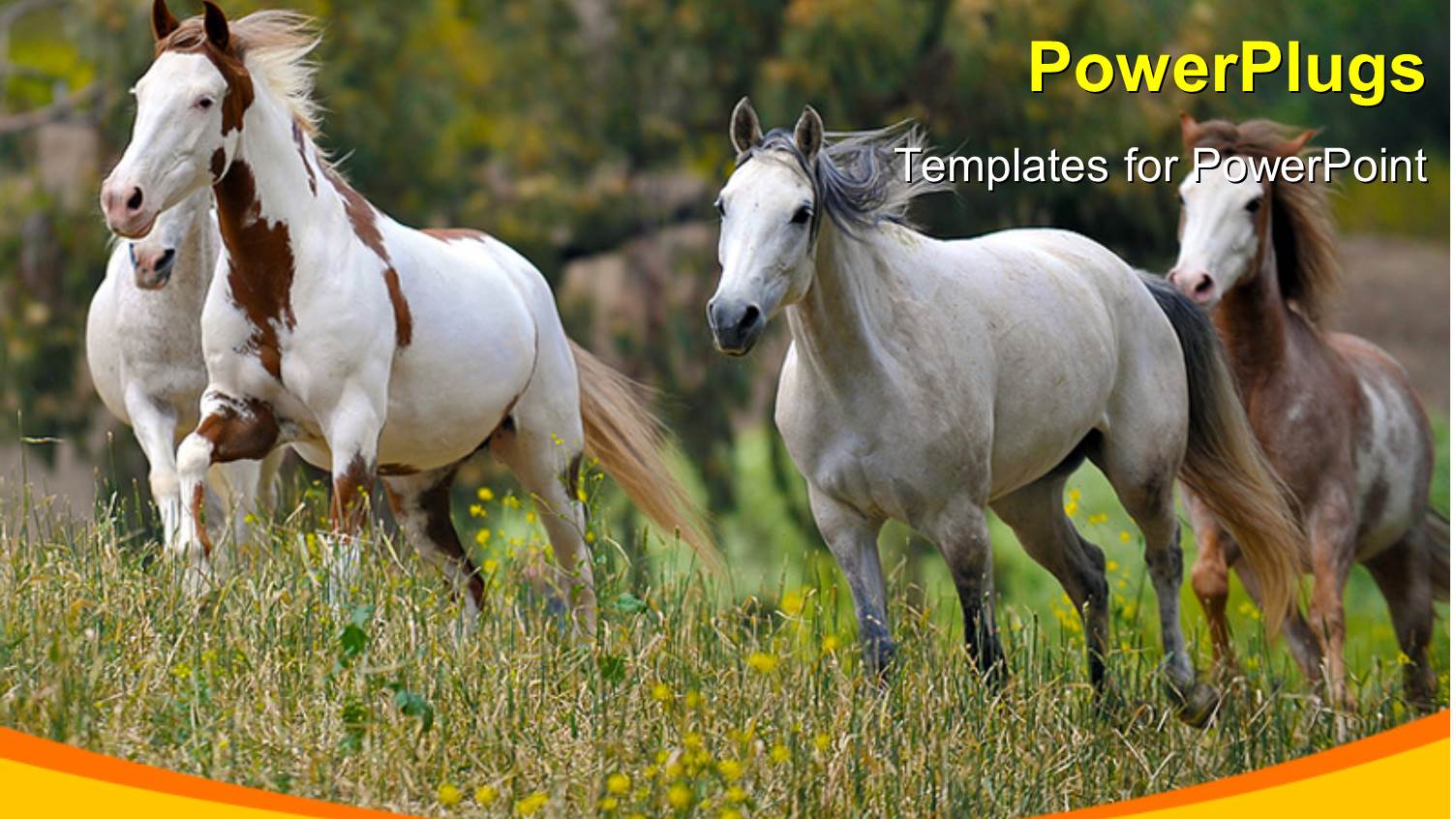 a Number of Horses on the Run