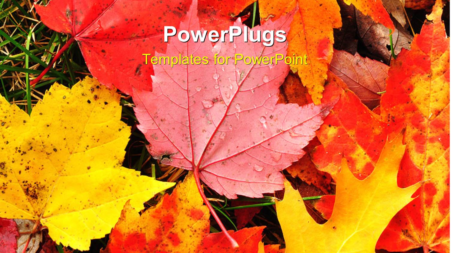 a Number of Leaves in the Fall with Place for Text