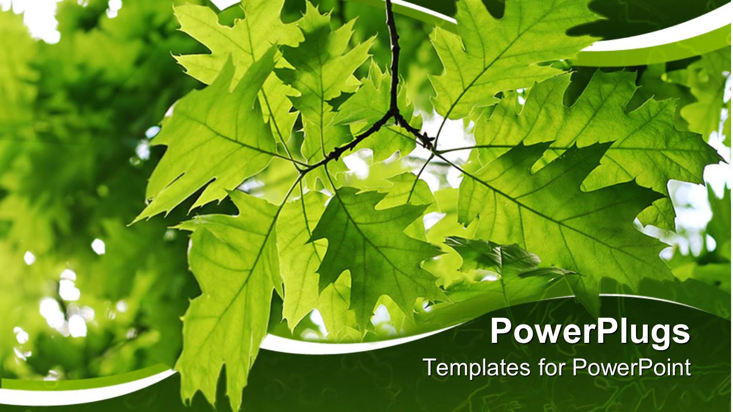 a Number of Leaves with their Reflection in the  Background