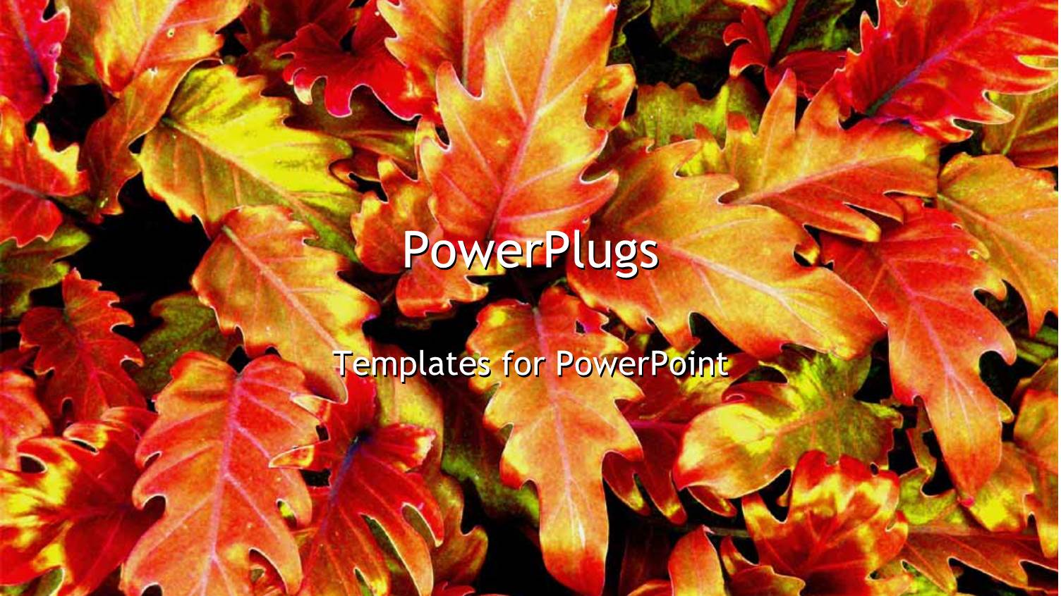 a Number of Leaves Together in the Background with Place for Text in Front