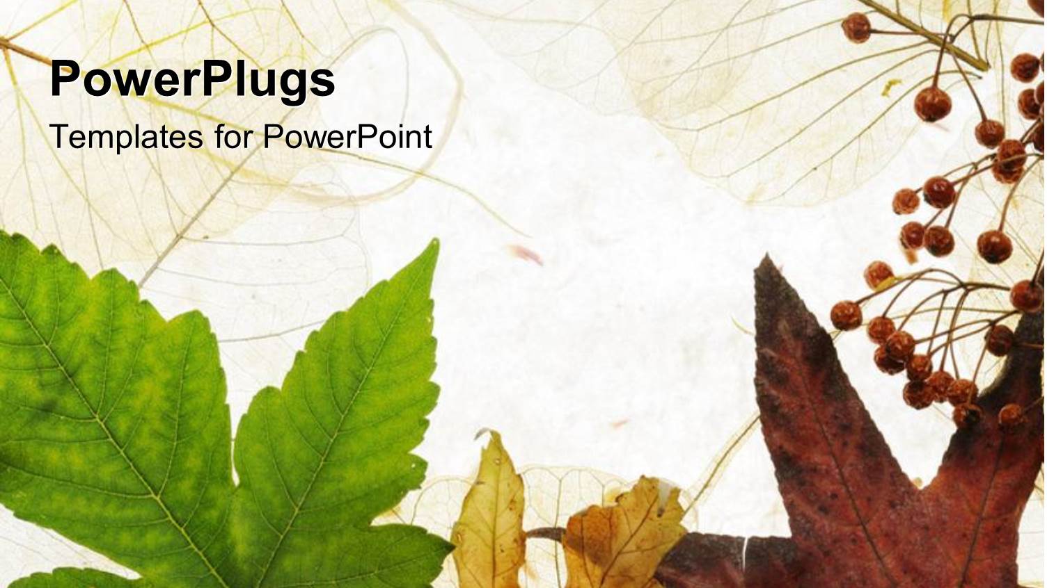 a Number of Leaves with White Background