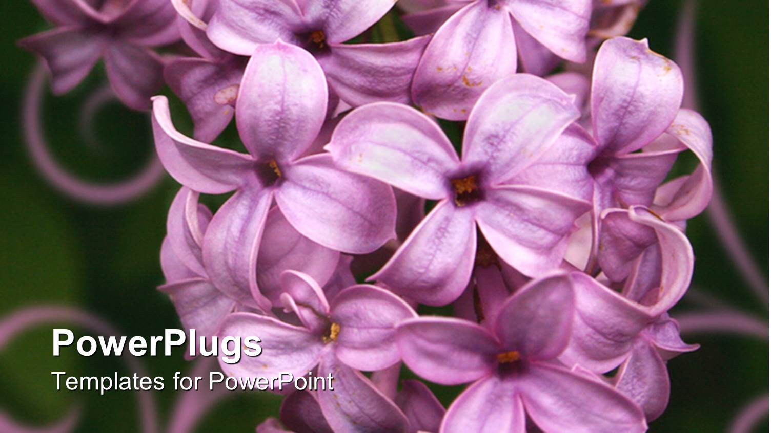 a Number of Lilacs with Blackish Background