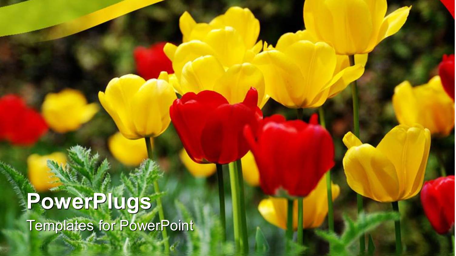 a Number of Multicolored Flowers with Greenish Background