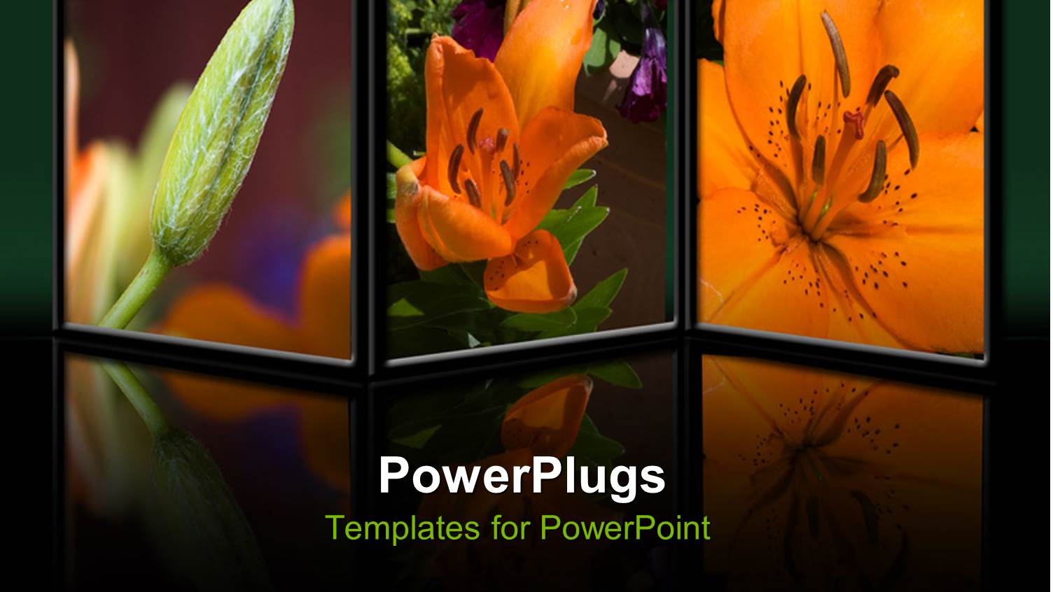 a Number of Pictures of Flowers