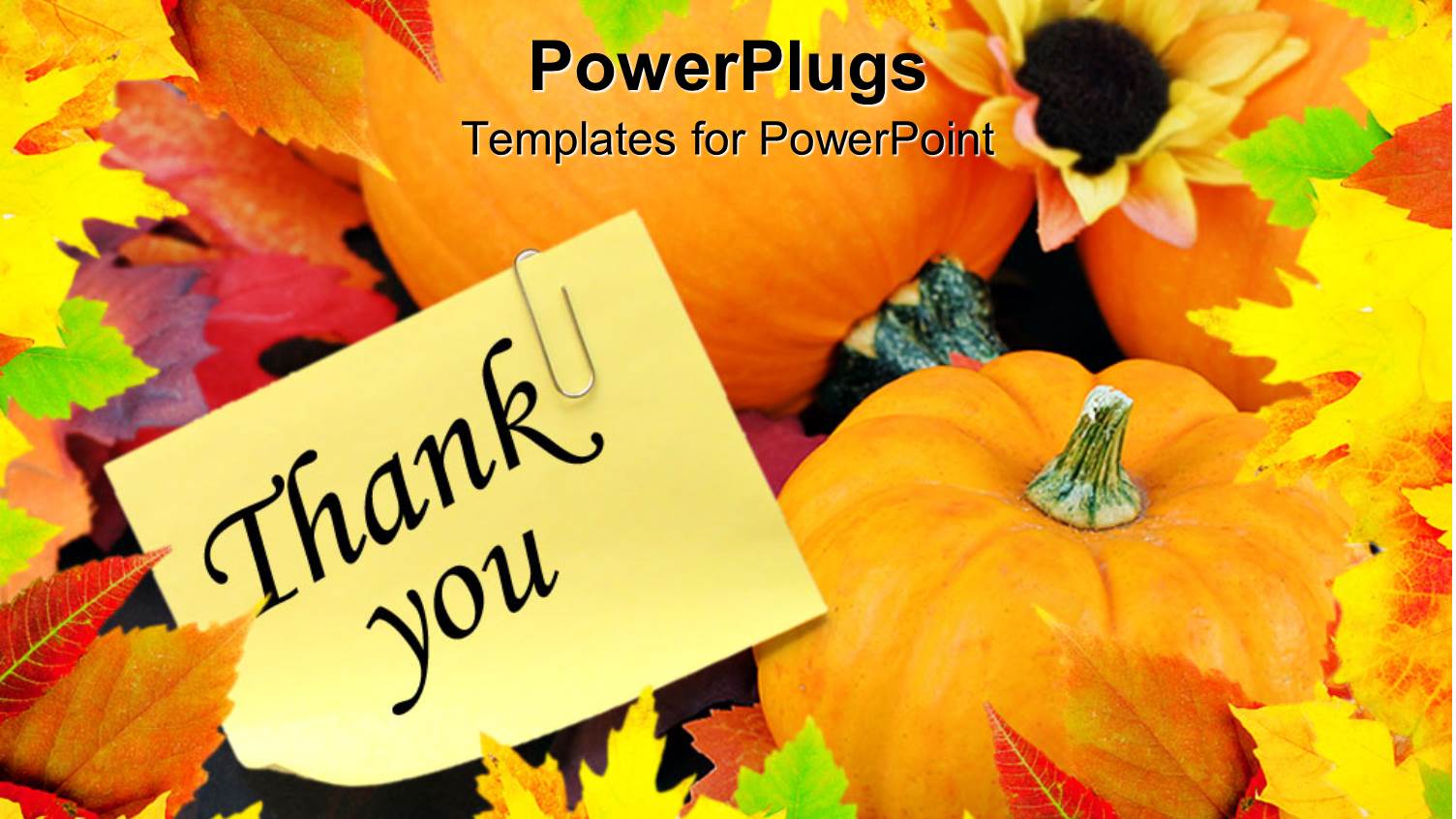 a Number of Pumpkins and Leaves Together