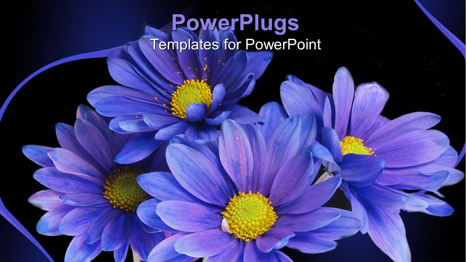 a Number of Purple Flowers with a Black Background